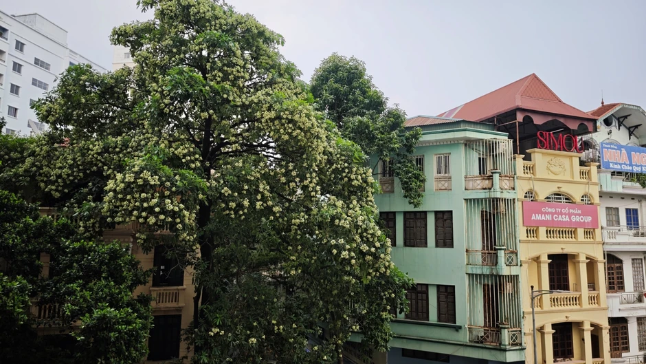Tận nơi 12 cây hoa sữa nở rộ quanh một chung cư Hà Nội: Vì sao người dân phải đóng kín cửa, xịt nước lên cây?