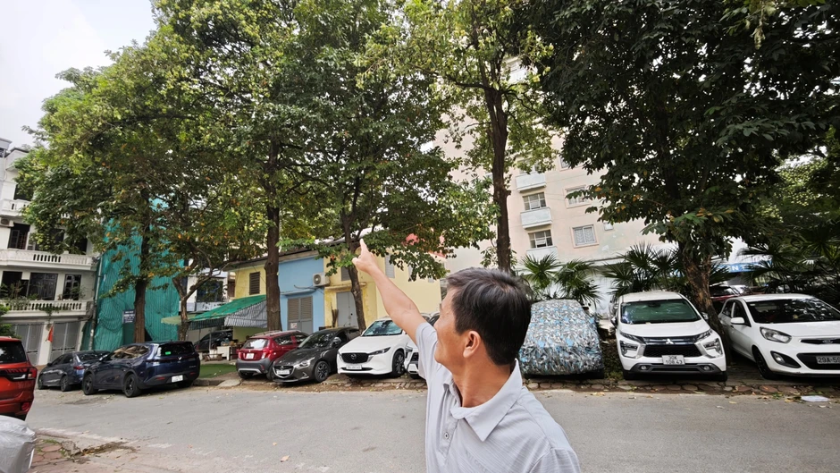 Tận nơi 12 cây hoa sữa nở rộ quanh một chung cư Hà Nội: Vì sao người dân phải đóng kín cửa, xịt nước lên cây?