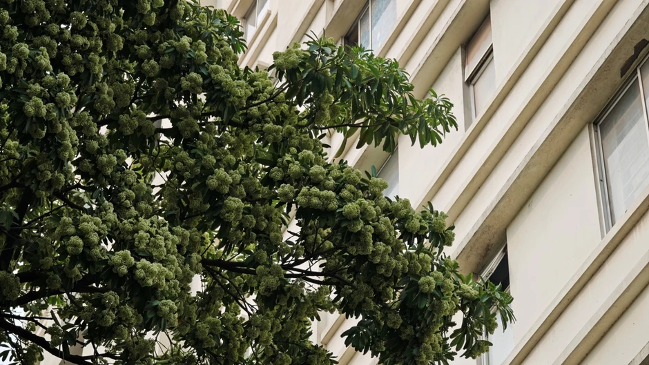Tận nơi 12 cây hoa sữa nở rộ quanh một chung cư Hà Nội: Vì sao người dân phải đóng kín cửa, xịt nước lên cây?