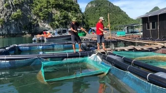 Tăng cường bảo vệ môi trường trong lĩnh vực thủy sản