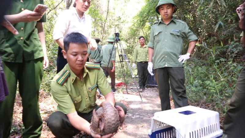 Thả 5 cá thể động vật hoang dã về môi trường tự nhiên ở Đắk Lắk