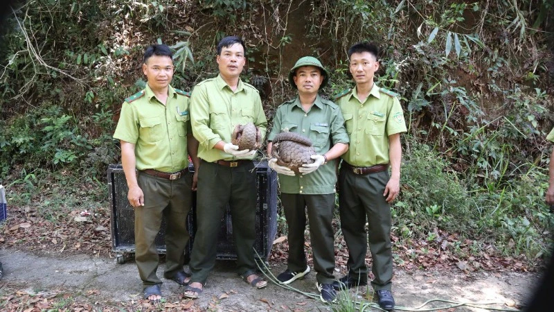 Thả 5 cá thể động vật hoang dã về môi trường tự nhiên ở Đắk Lắk