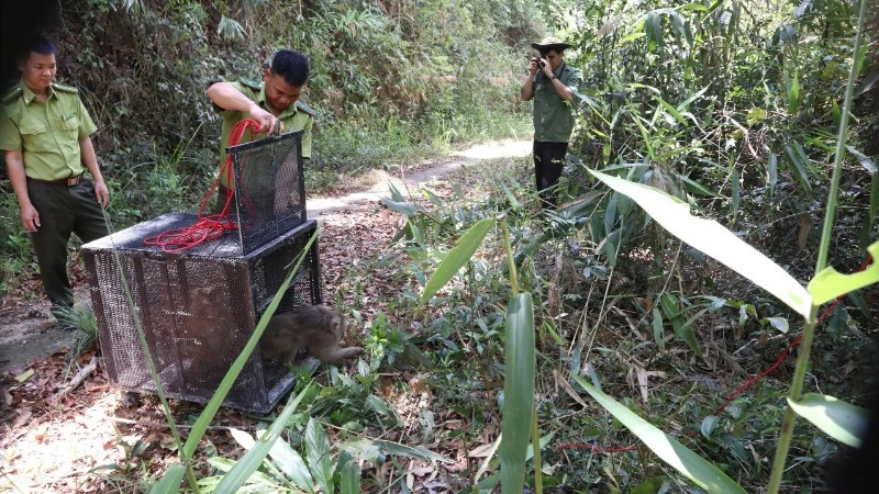 Thả 5 cá thể động vật hoang dã về môi trường tự nhiên ở Đắk Lắk