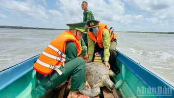 Thả cá thể rùa biển 60kg về vùng biển Cà Mau