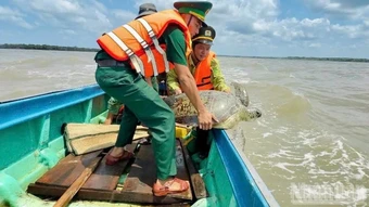 Thả cá thể rùa biển quý hiếm hơn 100kg về đại dương