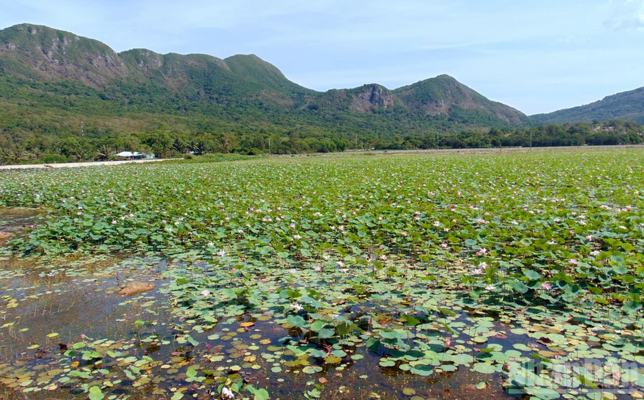 Thành phố Hồ Chí Minh cấm san lấp 67 hồ, ao để bảo đảm an ninh nguồn nước Thành phố Hồ Chí Minh cấm san lấp 67 hồ, ao để bảo đảm an ninh nguồn nước