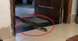 Thấy rắn vào nhà lúc nửa đêm làm gì đầu tiên?