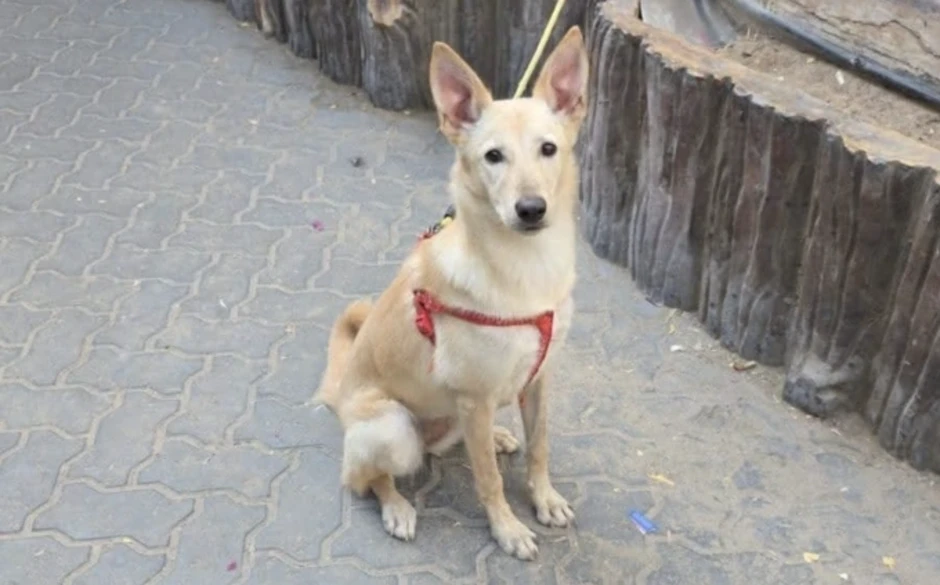 Thú cưng bị bỏ rơi hàng loạt khi chủ chạy khỏi Dubai Thú cưng bị bỏ rơi hàng loạt khi chủ chạy khỏi Dubai