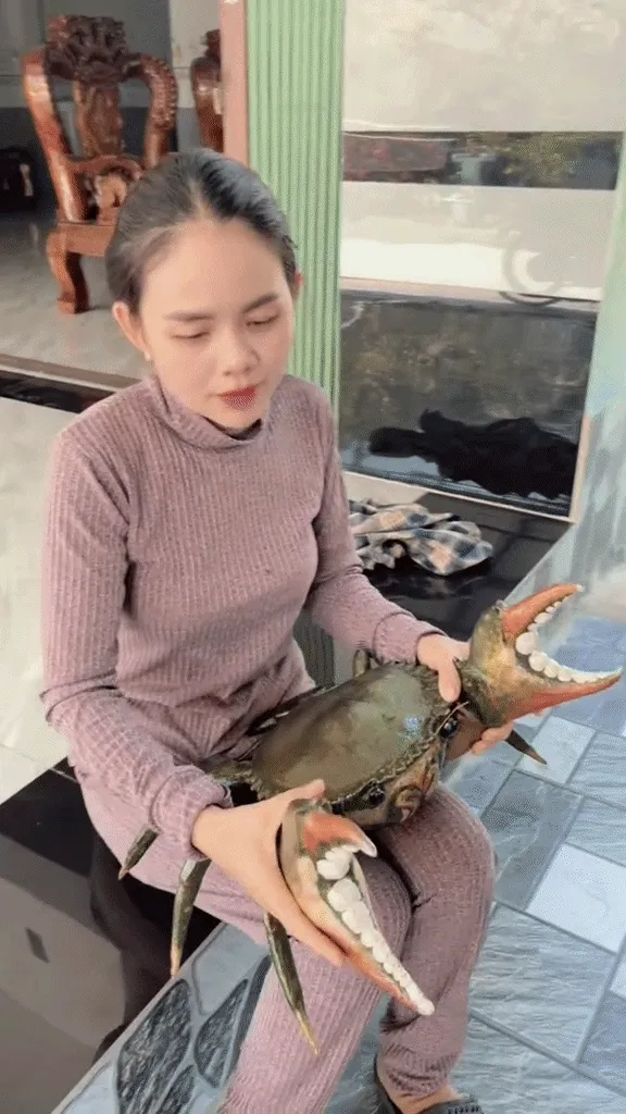 Thực hư clip con cua nặng 7kg, giá 3 triệu đồng ở miền Tây Thực hư clip con cua nặng 7kg, giá 3 triệu đồng ở miền Tây