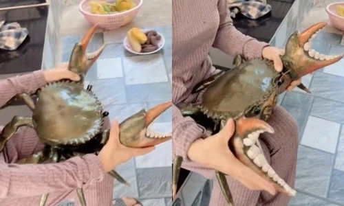 Thực hư clip con cua nặng 7kg, giá 3 triệu đồng ở miền Tây Thực hư clip con cua nặng 7kg, giá 3 triệu đồng ở miền Tây