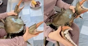 Thực hư clip con cua nặng 7kg, giá 3 triệu đồng ở miền Tây