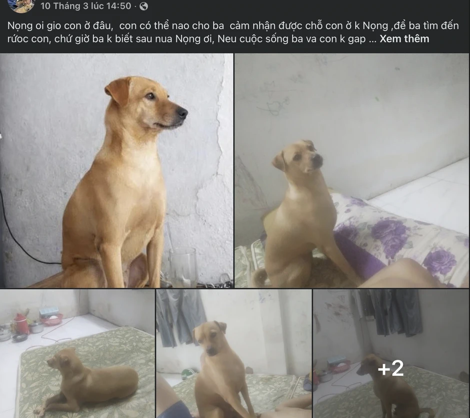 Tìm chó cưng tên Nọng suốt 1 tháng: Cộng đồng mạng dõi theo cái kết Tìm chó cưng tên Nọng suốt 1 tháng: Cộng đồng mạng dõi theo cái kết