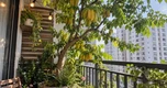 Tin vui cho những người đang trồng cây khế