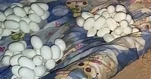 Trở về nhà sau 6 tháng, chứng kiến cảnh tượng rùng mình từ hàng trăm quả trứng rắn