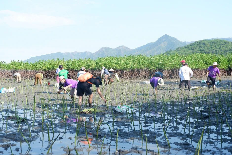 Trồng 10.000 cây đước ở đầm Nha Phu, chung tay ứng phó với biến đổi khí hậu Trồng 10.000 cây đước ở đầm Nha Phu, chung tay ứng phó với biến đổi khí hậu