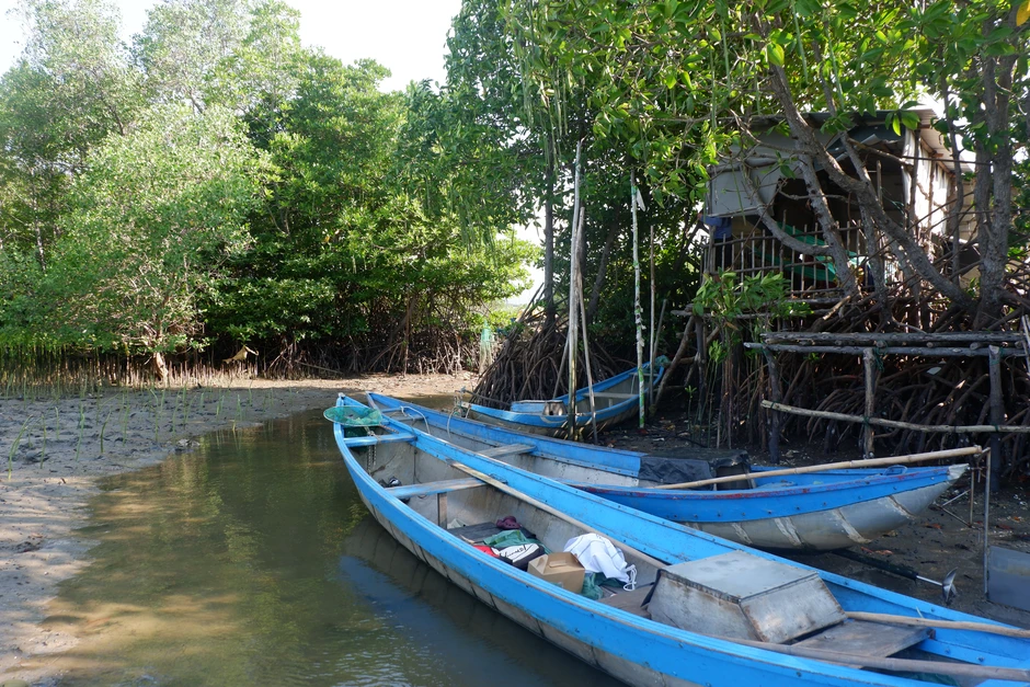 Trồng 10.000 cây đước ở đầm Nha Phu, chung tay ứng phó với biến đổi khí hậu Trồng 10.000 cây đước ở đầm Nha Phu, chung tay ứng phó với biến đổi khí hậu