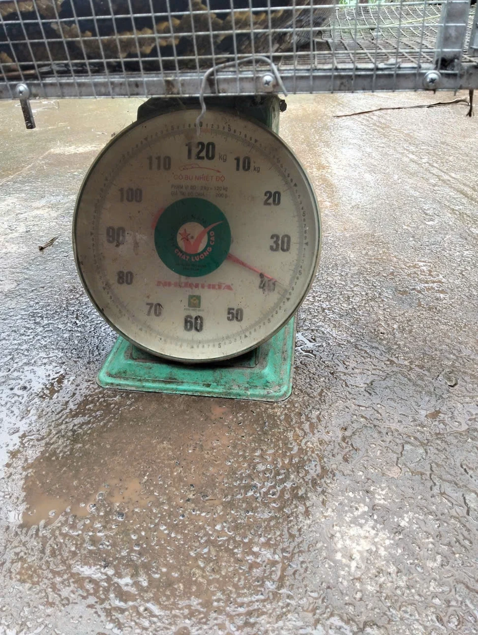 Trong đêm tối, gia đình ở Phú Thọ phát hiện trăn 4m, nặng 30kg sau nhà Trong đêm tối, gia đình ở Phú Thọ phát hiện trăn 4m, nặng 30kg sau nhà