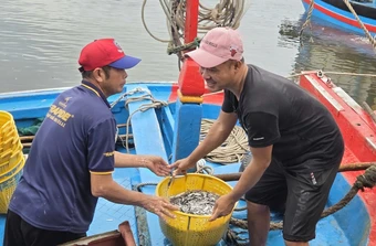 Trúng đậm cá cơm trái vụ, ngư dân Quảng Ngãi 'bỏ túi' bạc triệu mỗi ngày