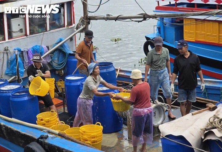 Trúng đậm cá cơm trái vụ, ngư dân Quảng Ngãi 'bỏ túi' bạc triệu mỗi ngày Trúng đậm cá cơm trái vụ, ngư dân Quảng Ngãi 'bỏ túi' bạc triệu mỗi ngày