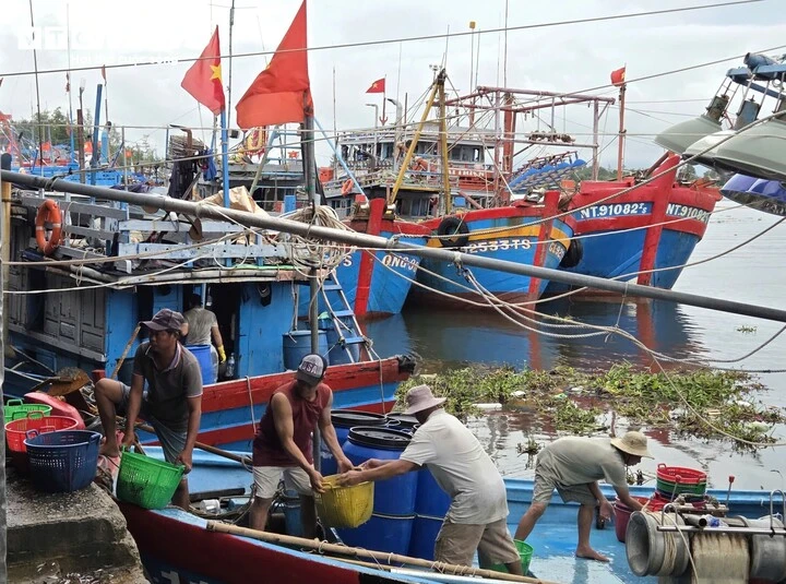 Trúng đậm cá cơm trái vụ, ngư dân Quảng Ngãi 'bỏ túi' bạc triệu mỗi ngày Trúng đậm cá cơm trái vụ, ngư dân Quảng Ngãi 'bỏ túi' bạc triệu mỗi ngày