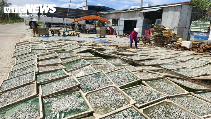 Trúng đậm cá cơm trái vụ, ngư dân Quảng Ngãi 'bỏ túi' bạc triệu mỗi ngày Trúng đậm cá cơm trái vụ, ngư dân Quảng Ngãi 'bỏ túi' bạc triệu mỗi ngày