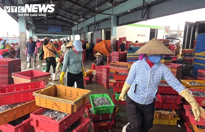 Trúng đậm cá cơm trái vụ, ngư dân Quảng Ngãi 'bỏ túi' bạc triệu mỗi ngày Trúng đậm cá cơm trái vụ, ngư dân Quảng Ngãi 'bỏ túi' bạc triệu mỗi ngày