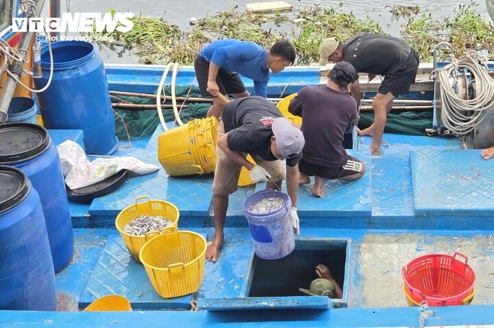 Trúng đậm cá cơm trái vụ, ngư dân Quảng Ngãi 'bỏ túi' bạc triệu mỗi ngày Trúng đậm cá cơm trái vụ, ngư dân Quảng Ngãi 'bỏ túi' bạc triệu mỗi ngày