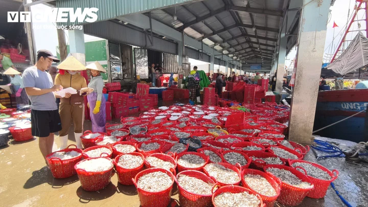 Trúng đậm cá cơm trái vụ, ngư dân Quảng Ngãi 'bỏ túi' bạc triệu mỗi ngày Trúng đậm cá cơm trái vụ, ngư dân Quảng Ngãi 'bỏ túi' bạc triệu mỗi ngày