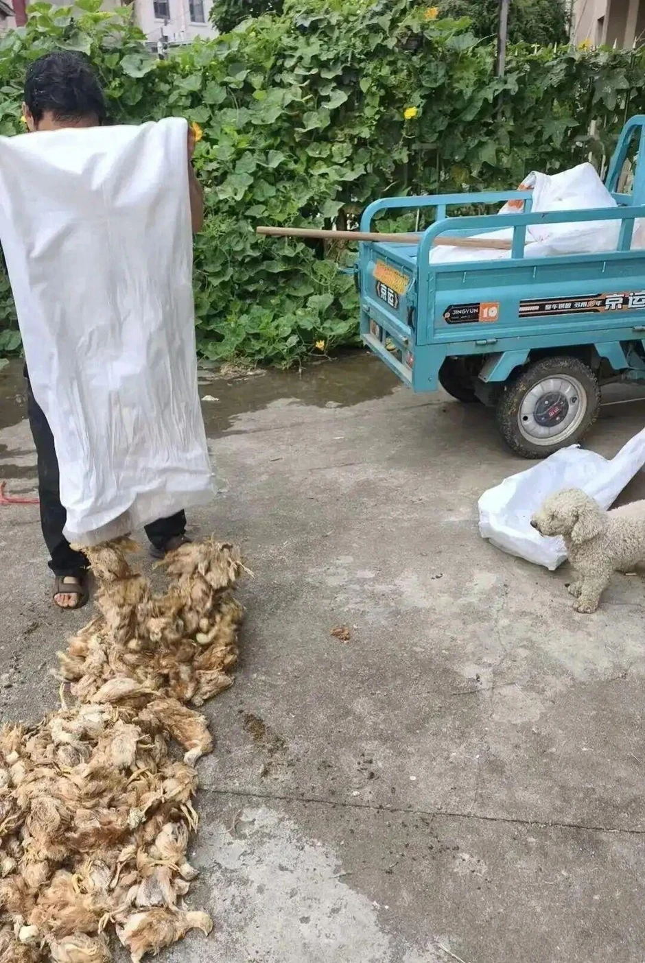 Trung Quốc: Bóng đen bí ẩn lao xuống trang trại lúc nửa đêm khiến hơn 1.400 con gà chết