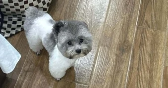 Từ vụ thanh niên ở Hải Phòng đá chết chó cưng: Tranh cãi việc chó thả rông
