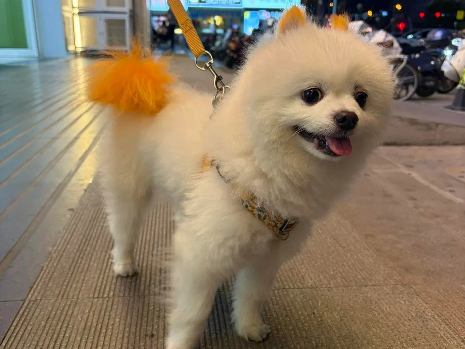 Từ vụ thanh niên ở Hải Phòng đá chết chó cưng: Tranh cãi việc chó thả rông Từ vụ thanh niên ở Hải Phòng đá chết chó cưng: Tranh cãi việc chó thả rông