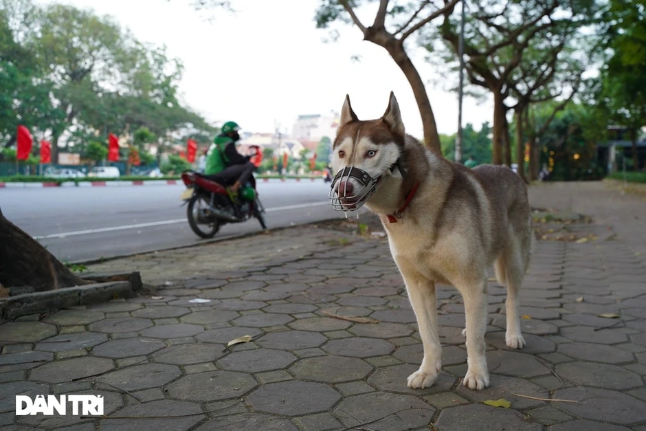 Từ vụ thanh niên ở Hải Phòng đá chết chó cưng: Tranh cãi việc chó thả rông Từ vụ thanh niên ở Hải Phòng đá chết chó cưng: Tranh cãi việc chó thả rông