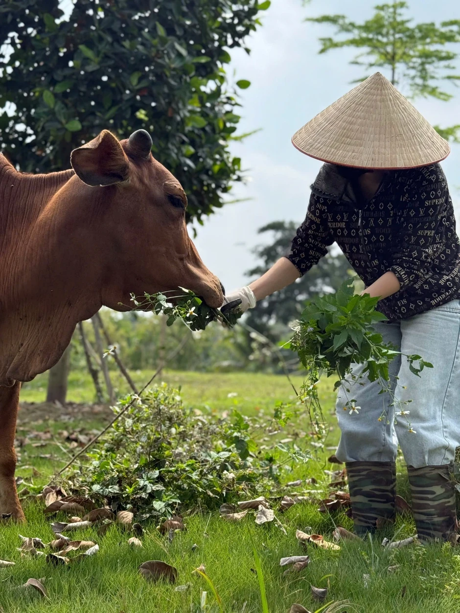 Tuyên Quang: Bò mẹ quỳ xuống khi bị người mua dắt đi và cái kết gây bất ngờ Tuyên Quang: Bò mẹ quỳ xuống khi bị người mua dắt đi và cái kết gây bất ngờ