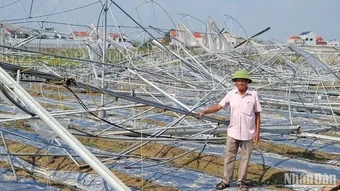 Ủy ban Bão khu vực châu Á-Thái Bình Dương thống nhất thay tên bão Yagi bằng Tomo