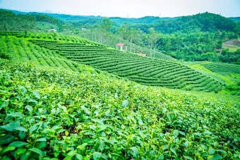 Về nơi 65 năm gìn giữ hương trà tại vùng biên Quảng Ninh