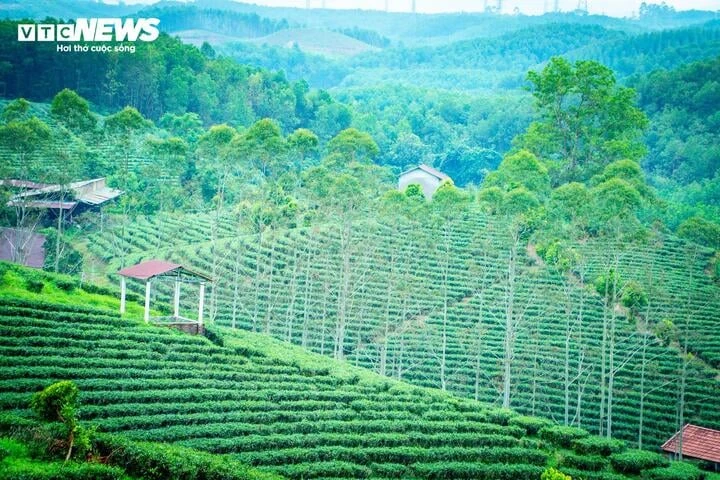 Về nơi 65 năm gìn giữ hương trà tại vùng biên Quảng Ninh Về nơi 65 năm gìn giữ hương trà tại vùng biên Quảng Ninh