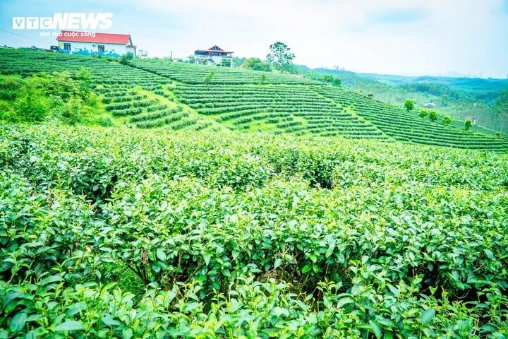 Về nơi 65 năm gìn giữ hương trà tại vùng biên Quảng Ninh Về nơi 65 năm gìn giữ hương trà tại vùng biên Quảng Ninh
