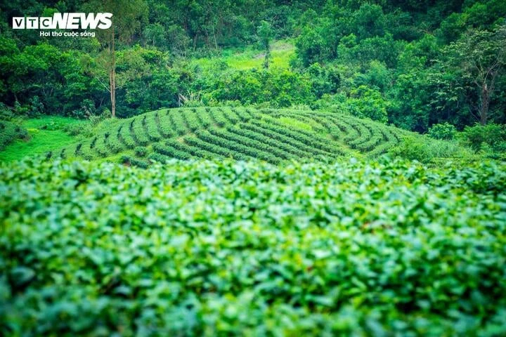 Về nơi 65 năm gìn giữ hương trà tại vùng biên Quảng Ninh Về nơi 65 năm gìn giữ hương trà tại vùng biên Quảng Ninh