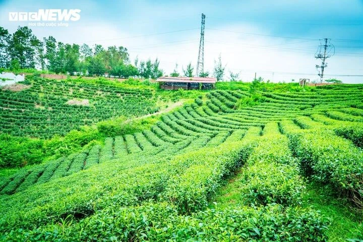 Về nơi 65 năm gìn giữ hương trà tại vùng biên Quảng Ninh Về nơi 65 năm gìn giữ hương trà tại vùng biên Quảng Ninh