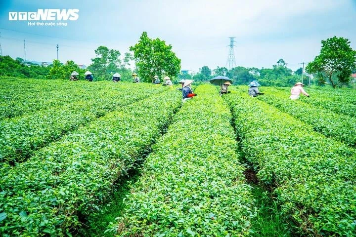 Về nơi 65 năm gìn giữ hương trà tại vùng biên Quảng Ninh Về nơi 65 năm gìn giữ hương trà tại vùng biên Quảng Ninh