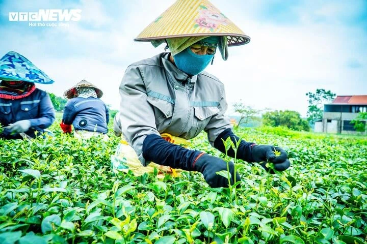 Về nơi 65 năm gìn giữ hương trà tại vùng biên Quảng Ninh Về nơi 65 năm gìn giữ hương trà tại vùng biên Quảng Ninh