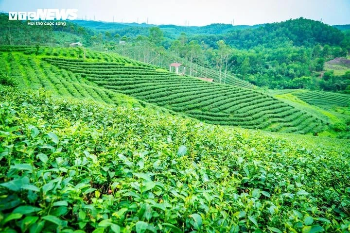 Về nơi 65 năm gìn giữ hương trà tại vùng biên Quảng Ninh Về nơi 65 năm gìn giữ hương trà tại vùng biên Quảng Ninh
