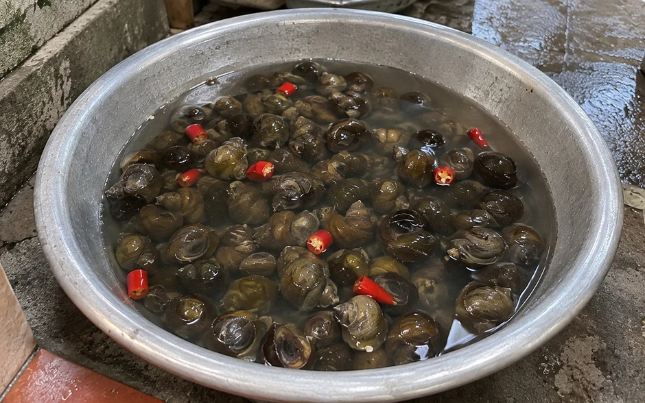 Vì sao nên thả vài quả ớt vào nước ngâm ốc? Vì sao nên thả vài quả ớt vào nước ngâm ốc?
