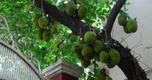 Vì sao nhiều gia đình trồng mít trong sân?