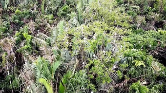 Vĩnh Long chung tay bảo vệ vườn chim vạc quý hiếm