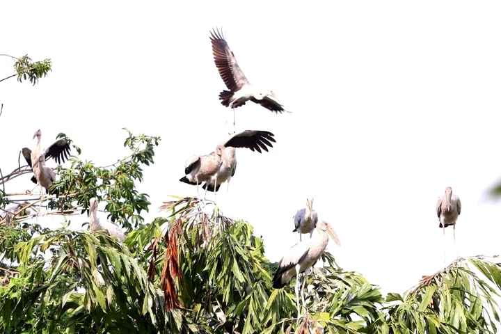 Vụ chủ vườn chim Hai Chìa cầu cứu: Địa phương vào cuộc, tìm phương án bảo vệ Vụ chủ vườn chim Hai Chìa cầu cứu: Địa phương vào cuộc, tìm phương án bảo vệ