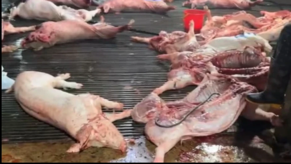 Vụ heo bệnh vào trường học: Công ty CP Dịch vụ suất ăn Công nghiệp Hà Nội nói mình là "nạn nhân" Vụ heo bệnh vào trường học: Công ty CP Dịch vụ suất ăn Công nghiệp Hà Nội nói mình là "nạn nhân"