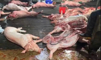 Vụ "tuồn" thịt lợn bệnh vào hàng trăm trường học ở Hà Nội: Bắt một loạt cán bộ, gồm những ai?