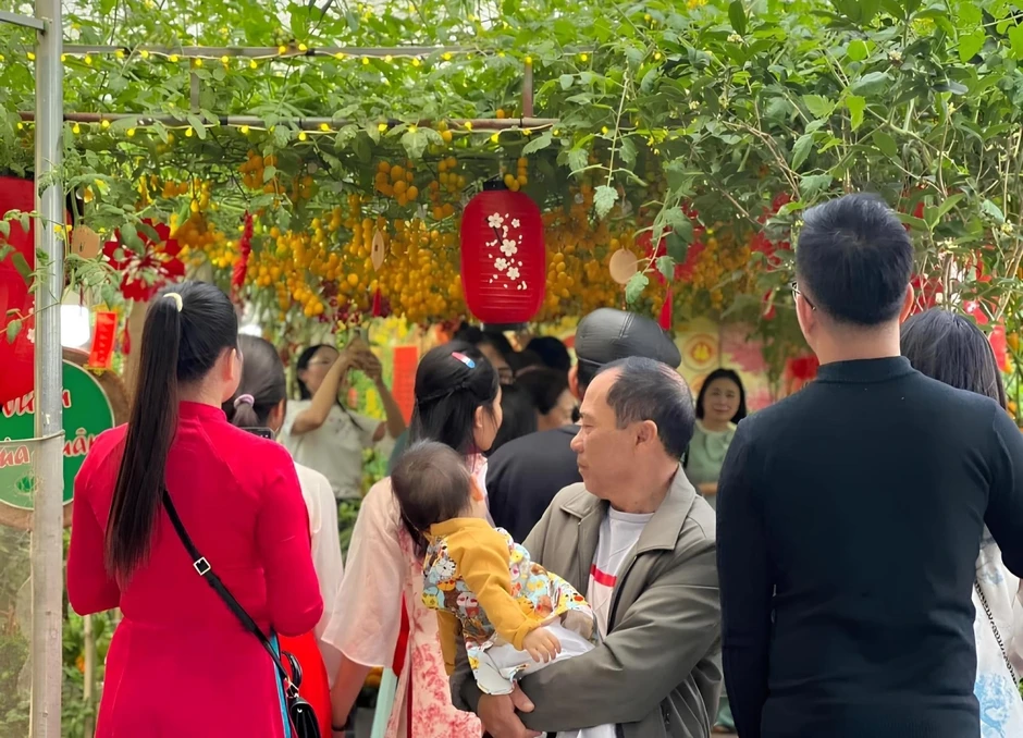 Vườn c&agrave; chua 'đẹp như AI', h&uacute;t h&agrave;ng ngh&igrave;n kh&aacute;ch check-in đầu xu&acirc;n