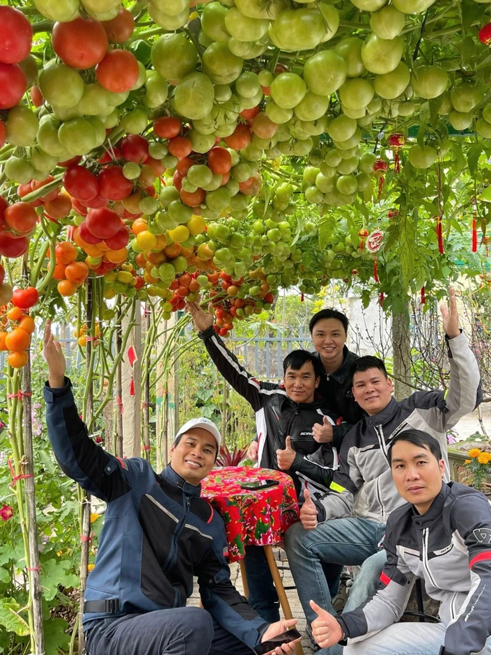 Vườn c&agrave; chua 'đẹp như AI', h&uacute;t h&agrave;ng ngh&igrave;n kh&aacute;ch check-in đầu xu&acirc;n